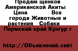 Продам щенков Американской Акиты › Цена ­ 25 000 - Все города Животные и растения » Собаки   . Пермский край,Кунгур г.